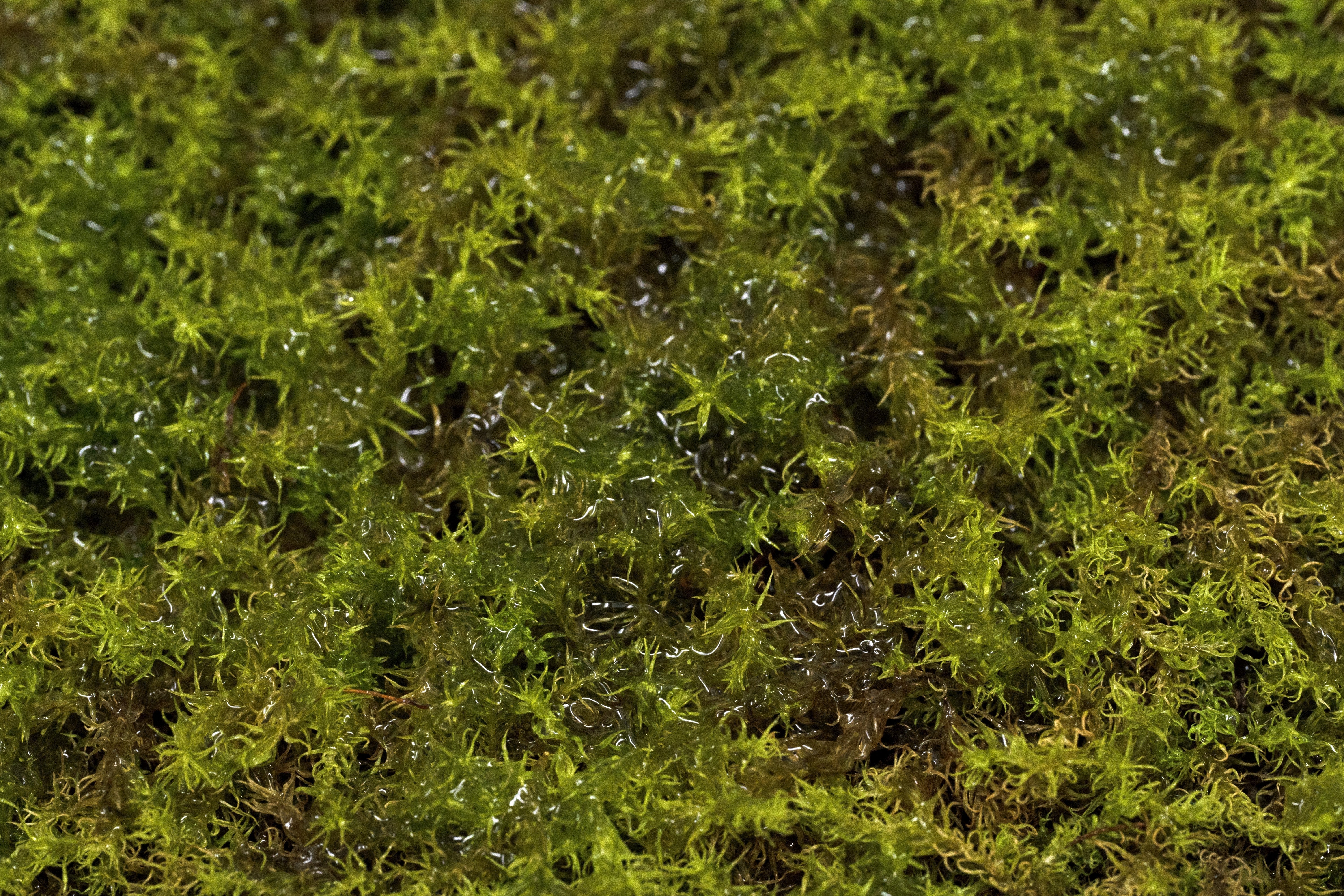 Star Moss Care Sheet