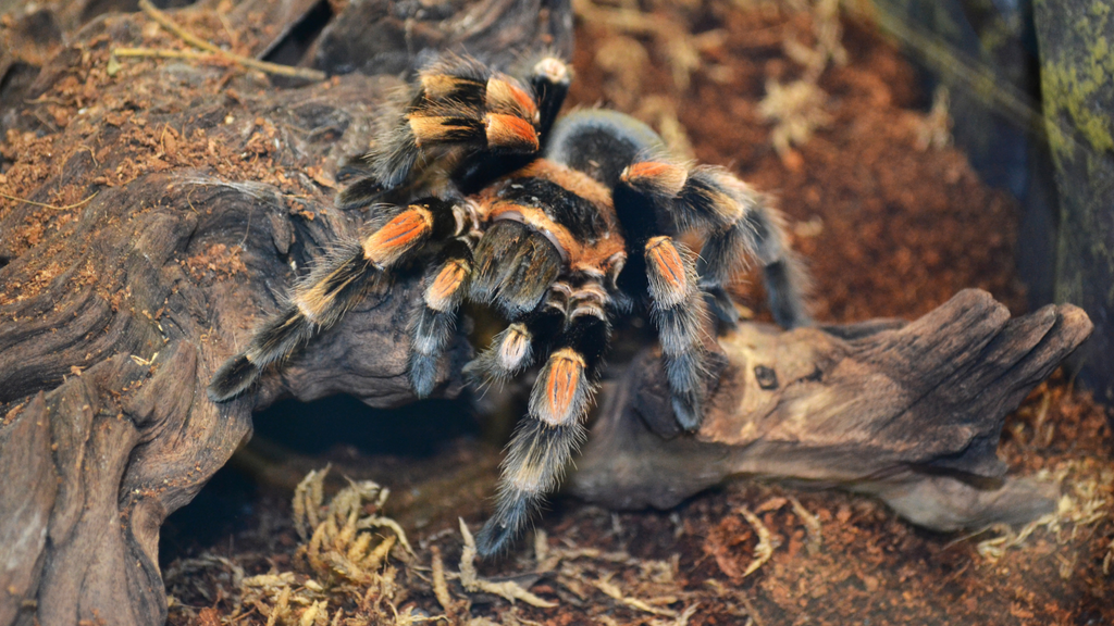 5 Habits for a Successful Tarantula Keeper