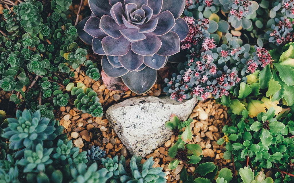 How to keep your arid/desert plants happy and healthy! A beginners guide.