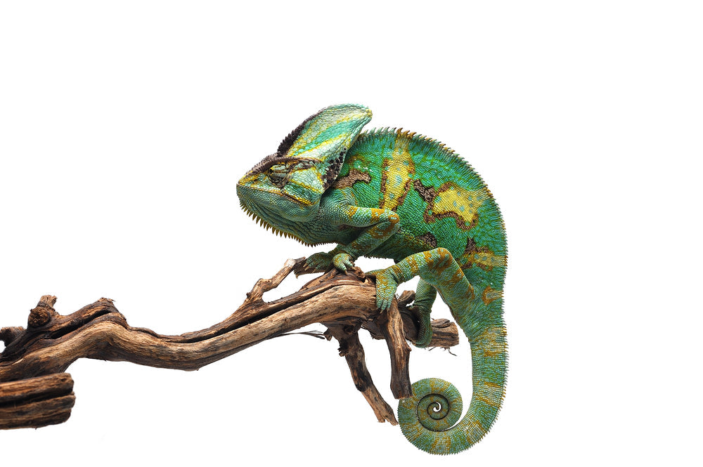 Veiled Chameleon Caresheet