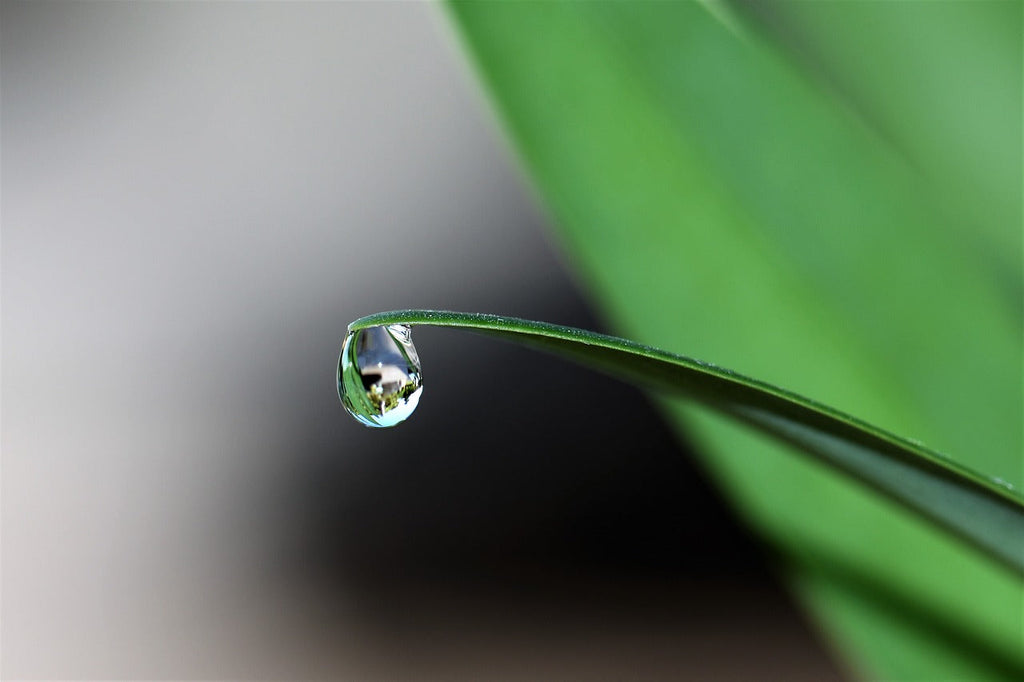 All Water Is Not Equal — The Art of Watering Your Pet Reptile and Water Features