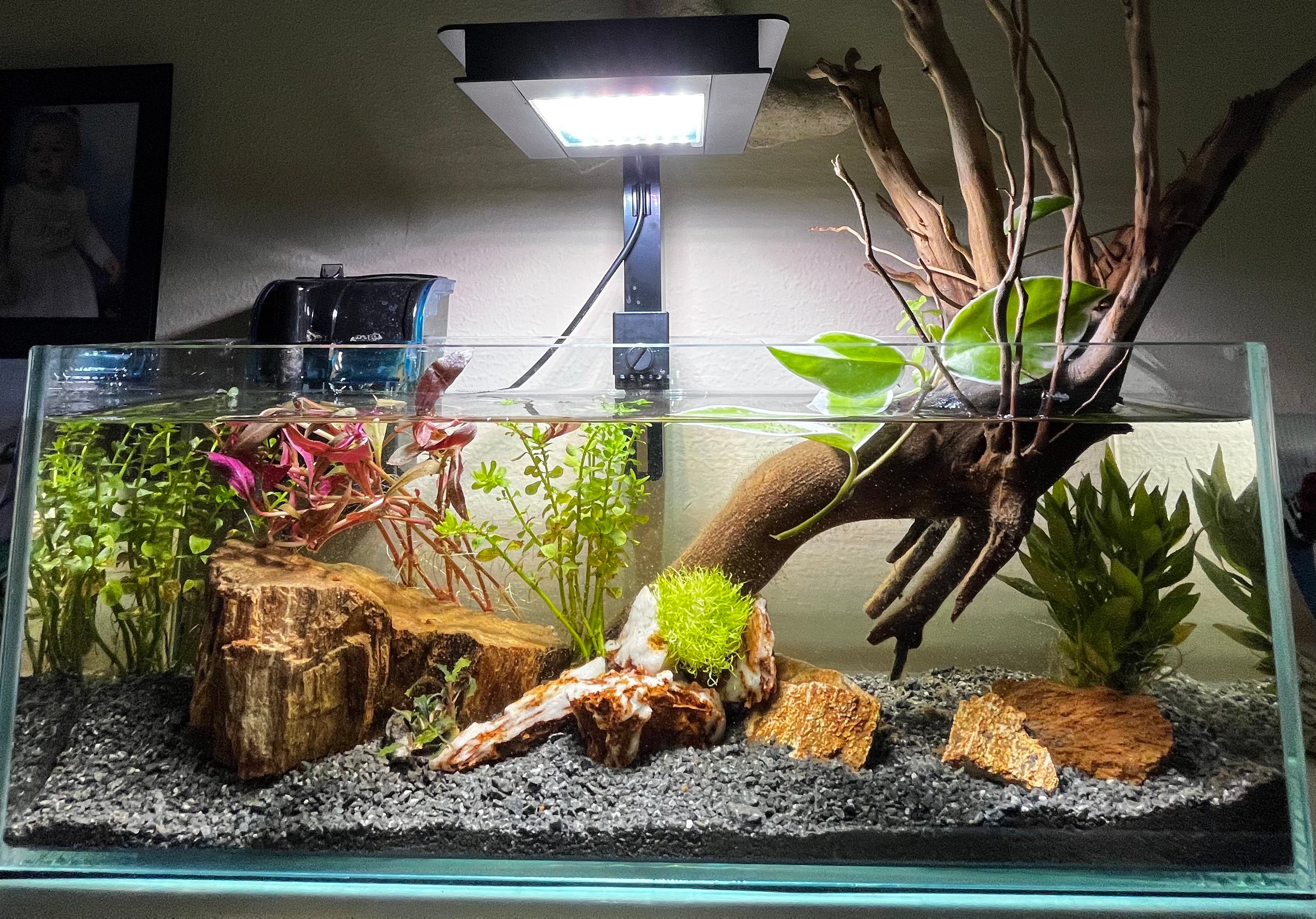 Premium Photo  Freshwater aquarium with decorations no fish