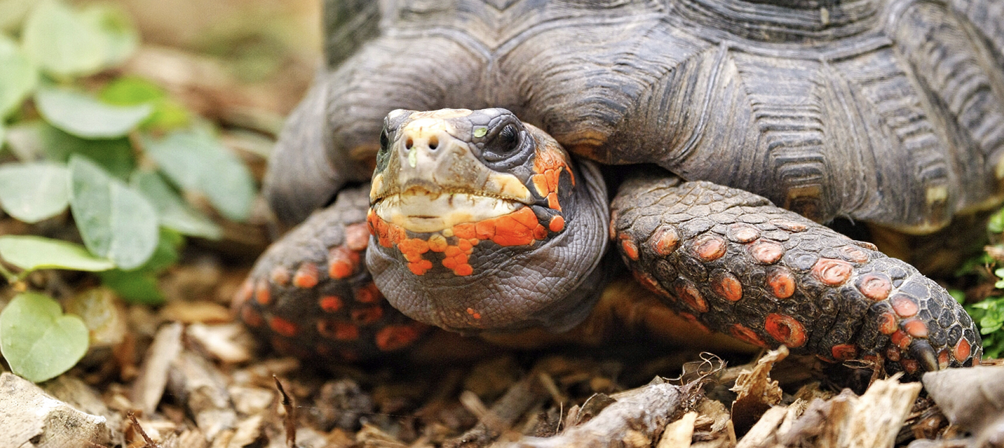 Bioactive Turtle & Tortoise Terrarium Kits