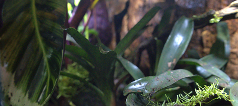 Reptile Terrarium Backgrounds