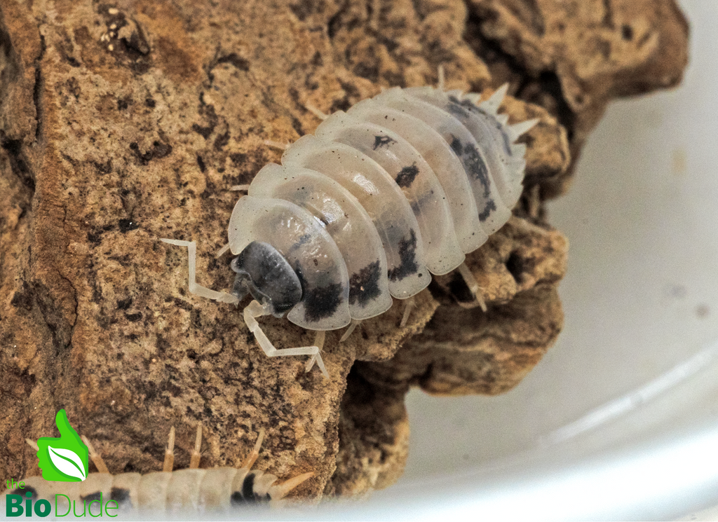 Porcellio laevis "Dairy Cow" Isopods FREE SHIPPING