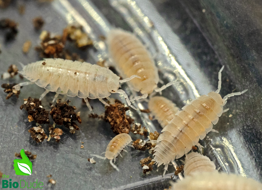 Trichorhina tomentosa "Dwarf White" Isopods FREE SHIPPING