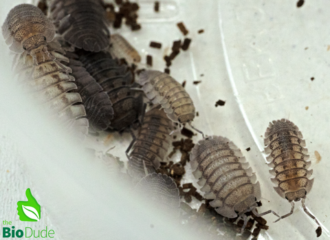 Armadillidium peraccae Isopods FREE SHIPPING