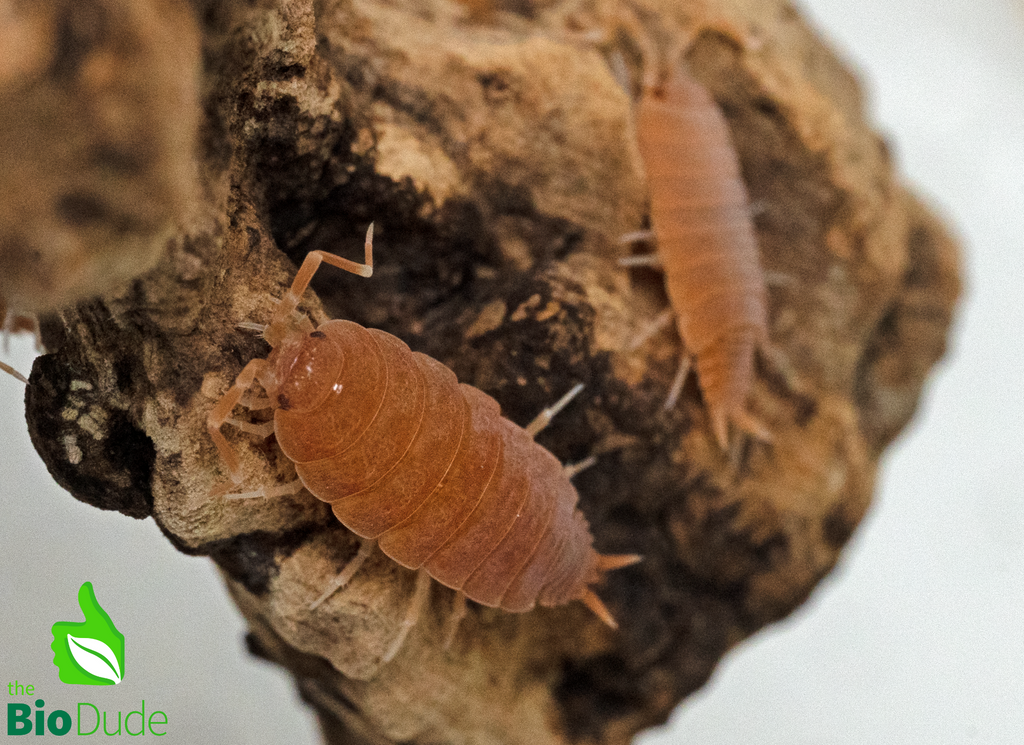 Porcellionides pruinosus "Powder Orange" Isopods FREE SHIPPING