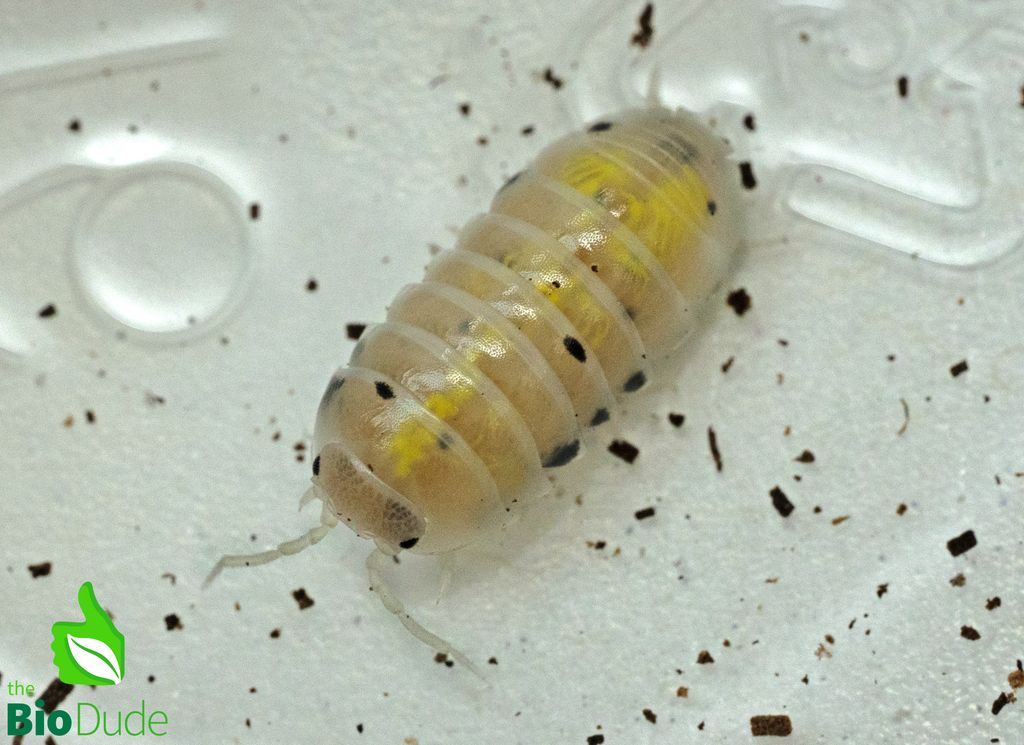 Armadillidium vulgare "Japanese Magic Potion" Isopods FREE SHIPPING