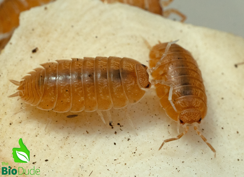 Porcellio laevis "Orange" Isopods FREE SHIPPING