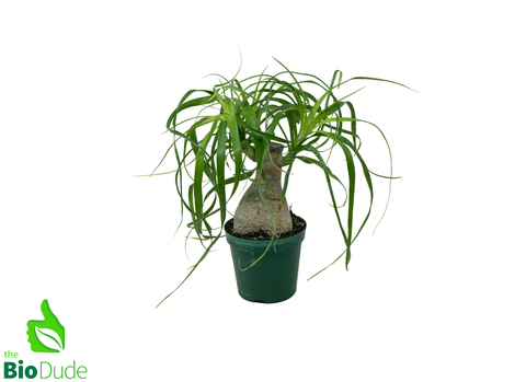 4" Pot Guatemalan Ponytail Palm