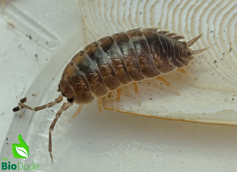 Porcellio laevis "Milk Back" Isopods FREE SHIPPING