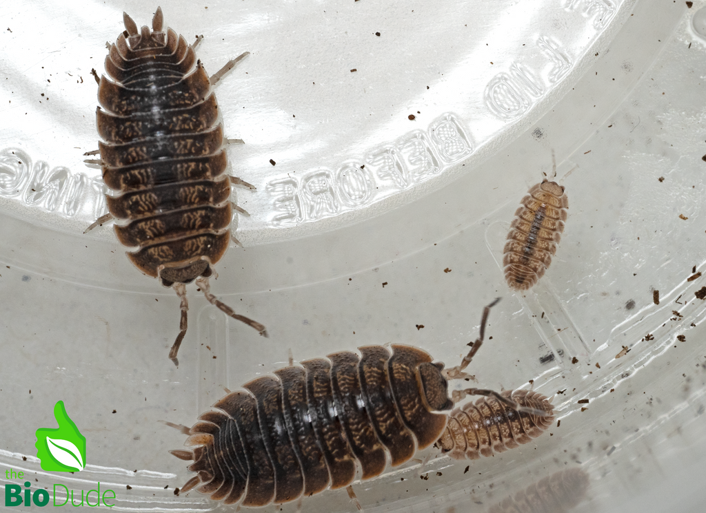 Porcellio dilatatus "Giant Canyon" Isopods FREE SHIPPING