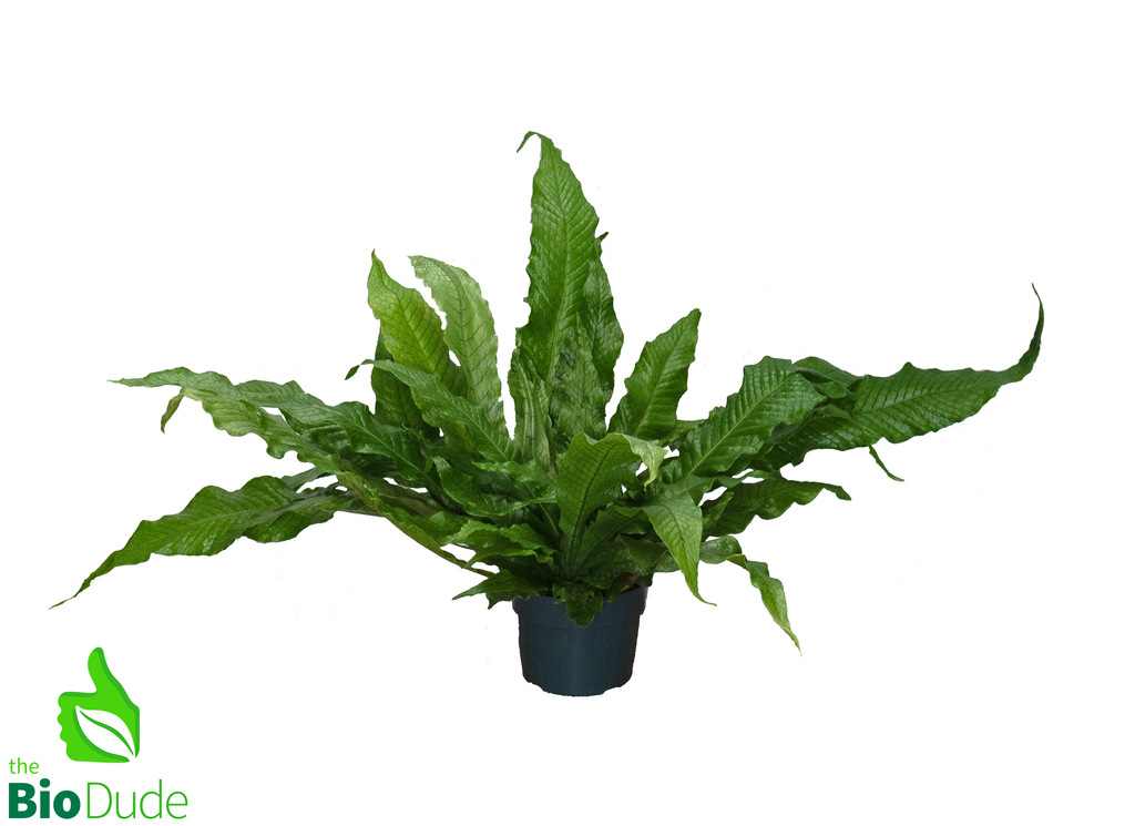 6" Pot Bird's Nest Fern Crocodile