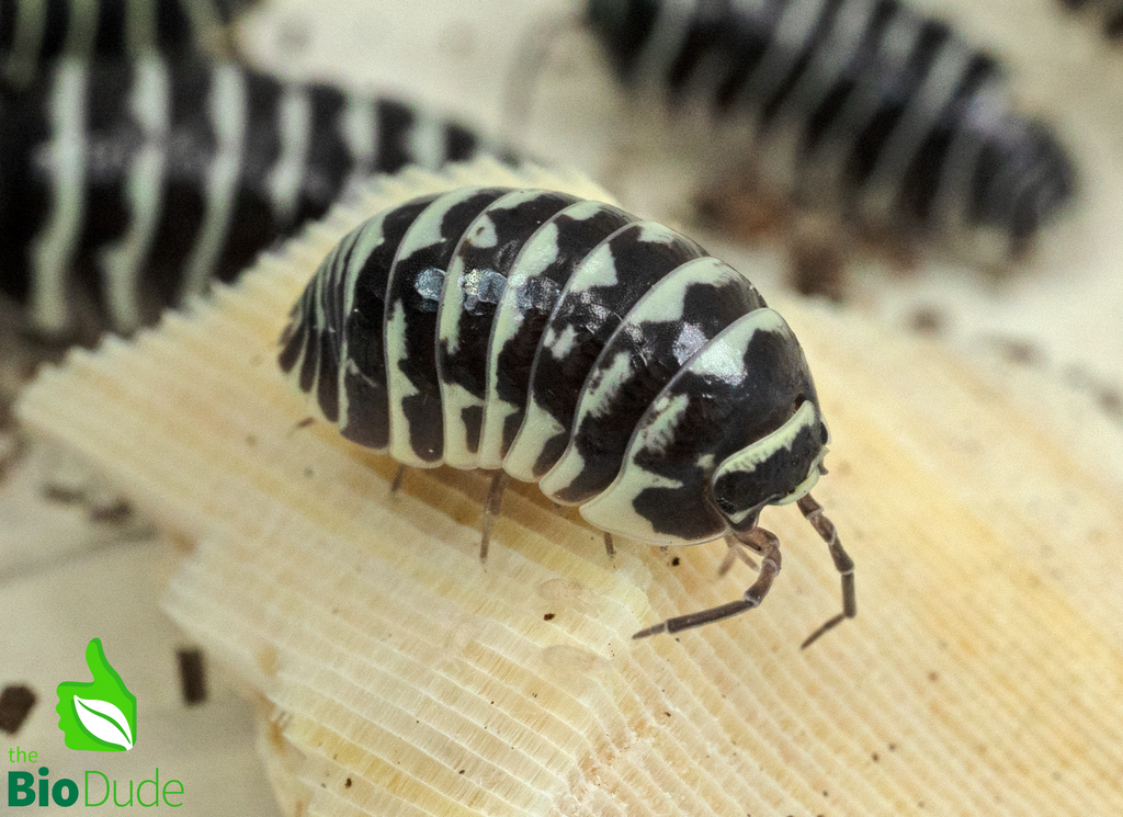 Armadillidium maculatum "Zebra" Isopods FREE SHIPPING