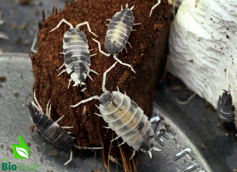 Porcellionides pruinosus "Oreo Crumble" Isopods FREE SHIPPING