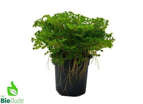 4" Pot Selaginella Avatar