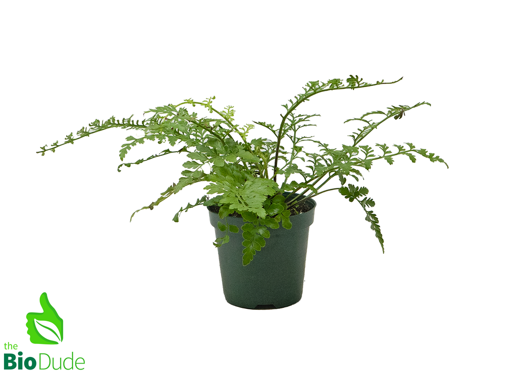 4" Pot Austral Gem Fern