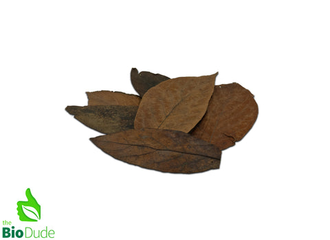 Colombian Leaf Litter - Avocado Leaves 20 count