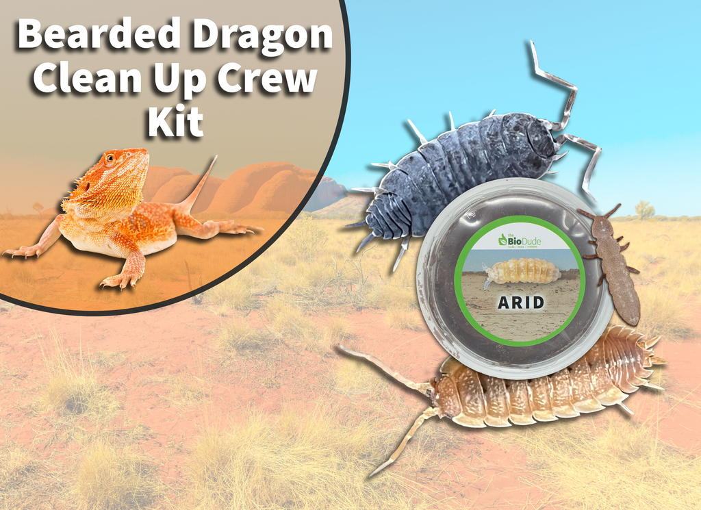 Bearded Dragon Clean Up Crew Pack FREE SHIPPING