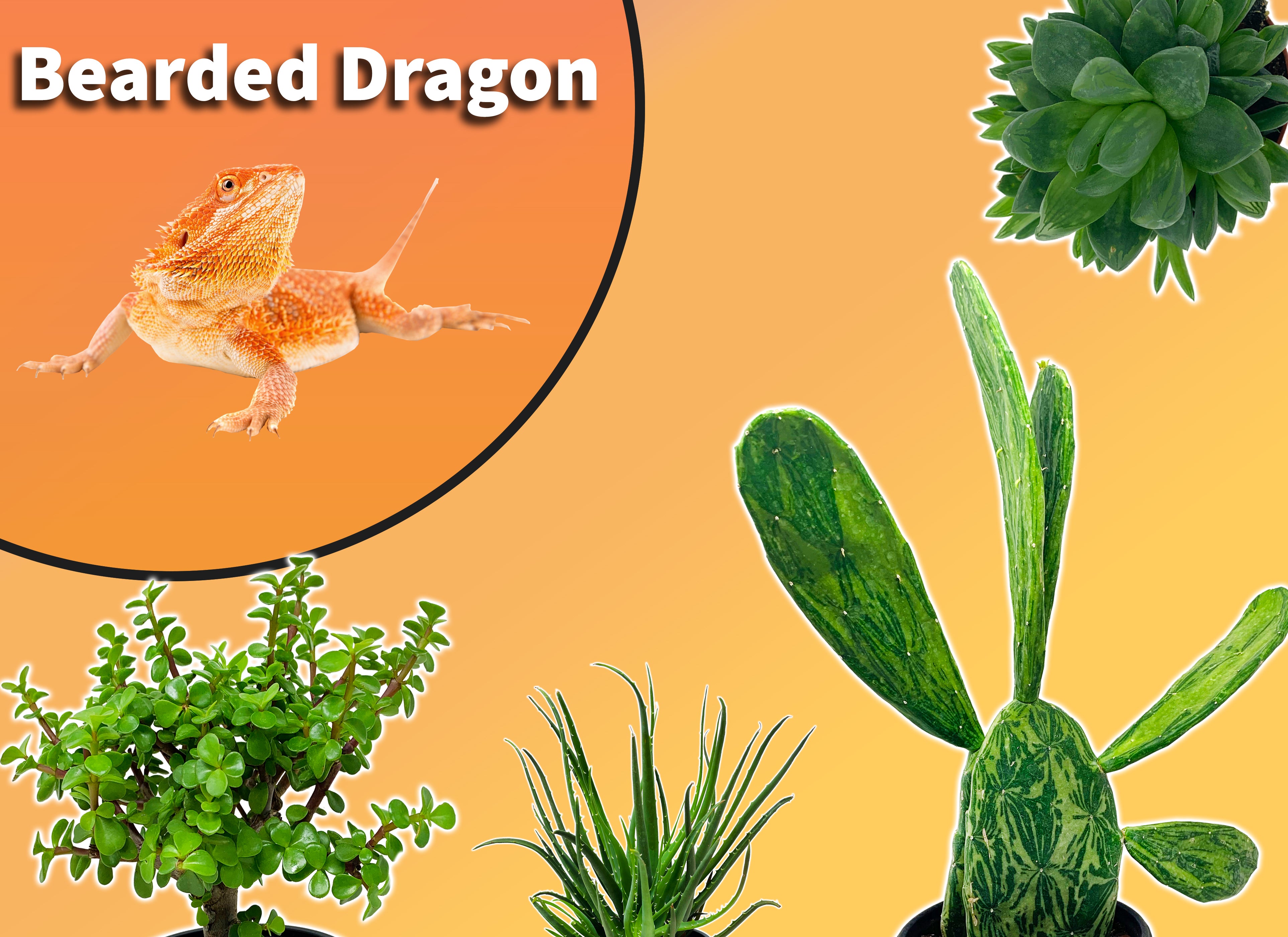 20+ Plants Bearded Dragons Can Eat