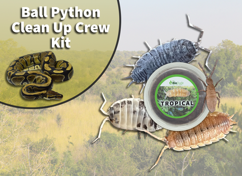 Ball Python Clean Up Crew Pack  FREE SHIPPING