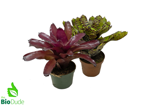 5" Pot Bromeliad Neoregelia - Rooted Mother  *The Dude's Choice*