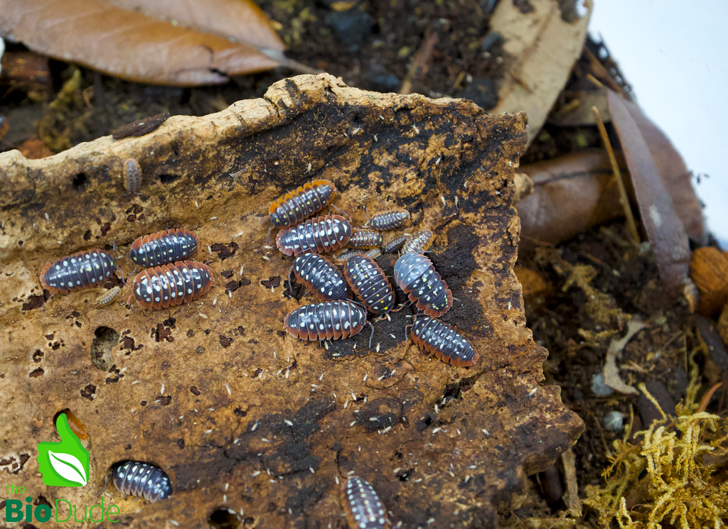 Armadillidium klugii "Montenegro/Clown" Isopods FREE SHIPPING