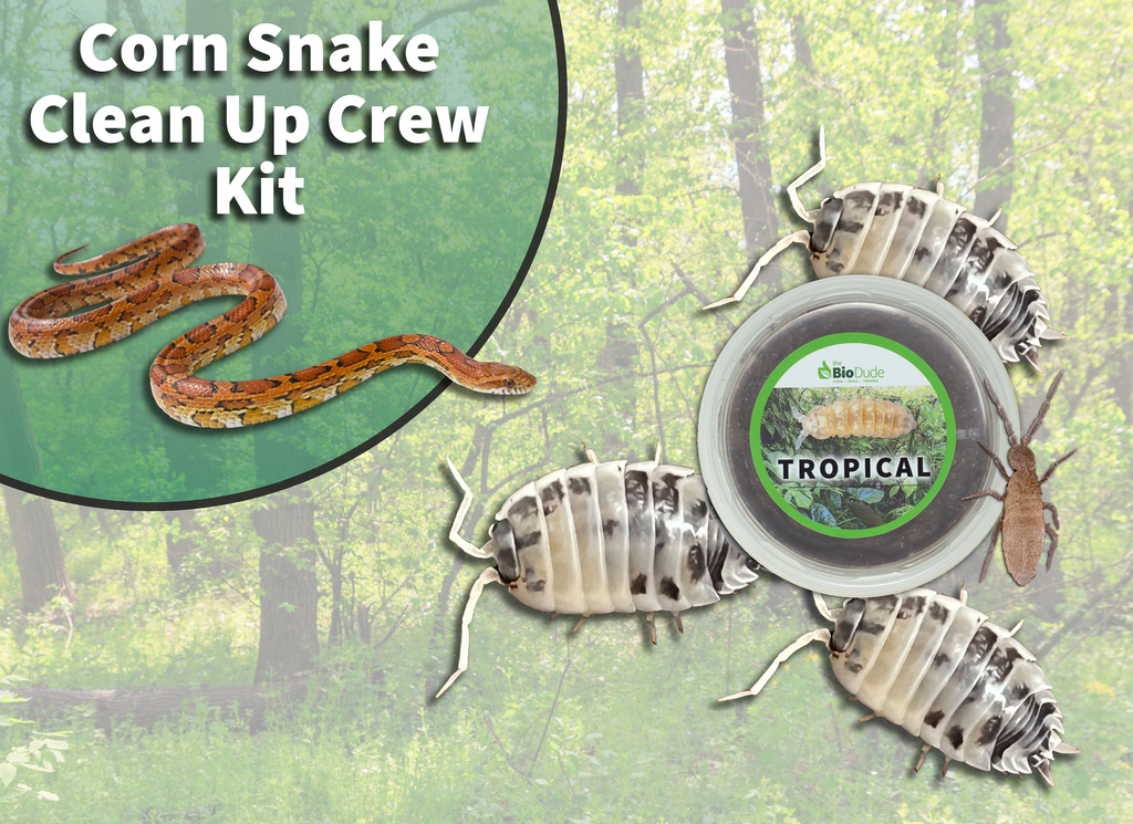 Corn Snake Clean Up Crew Pack  FREE SHIPPING