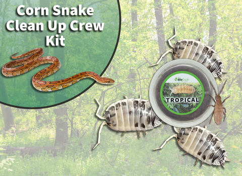 Corn Snake Clean Up Crew Pack  FREE SHIPPING