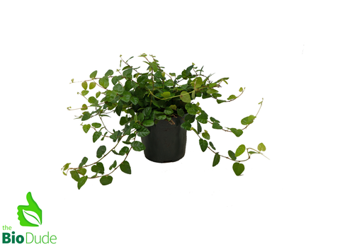 4" Pot Creeping Fig LARGE HEART LEAVES