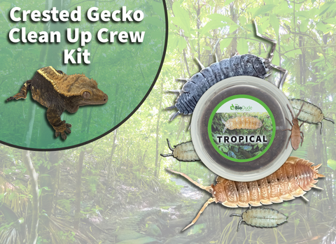 Crested Gecko Clean Up Crew Pack  FREE SHIPPING