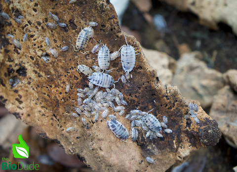 Porcellio laevis "Dairy Cow" Isopods FREE SHIPPING