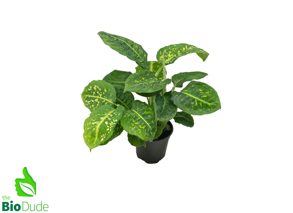 4" Pot Dieffenbachia Reflector