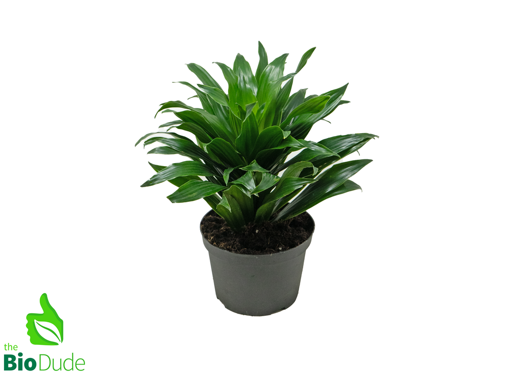 6" Pot Dracaena JC Compacta