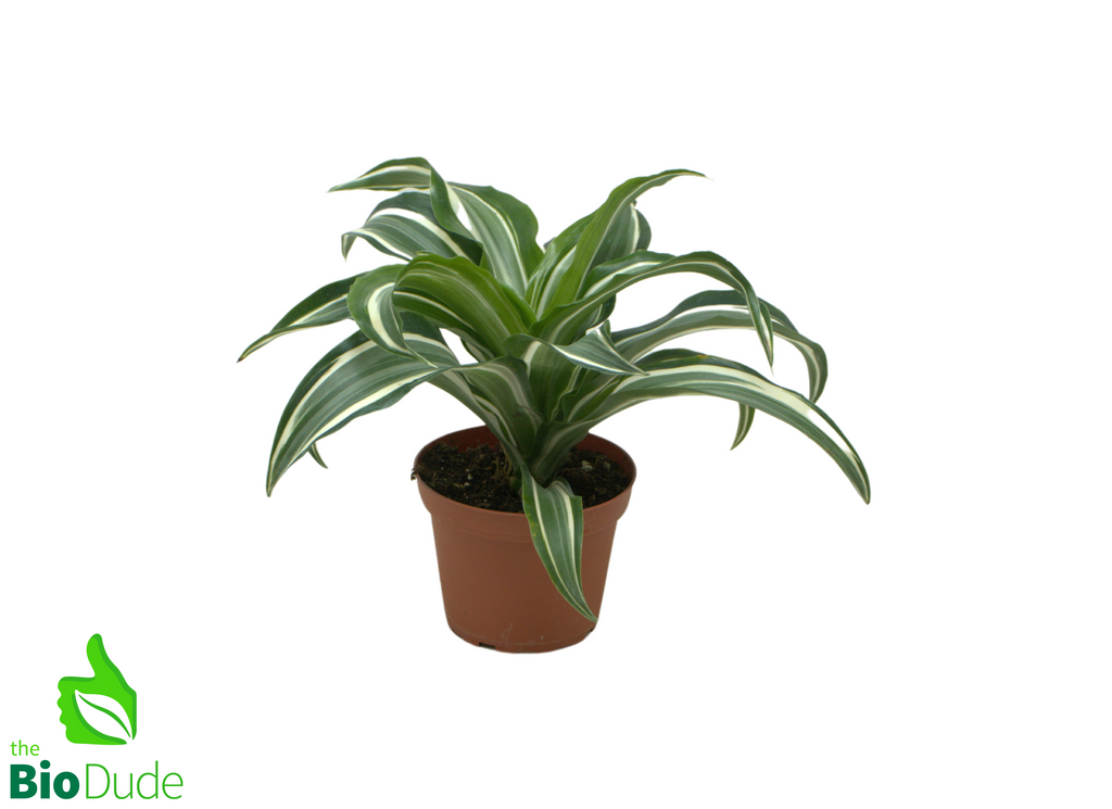 4" Pot Dracaena Jade Jewel