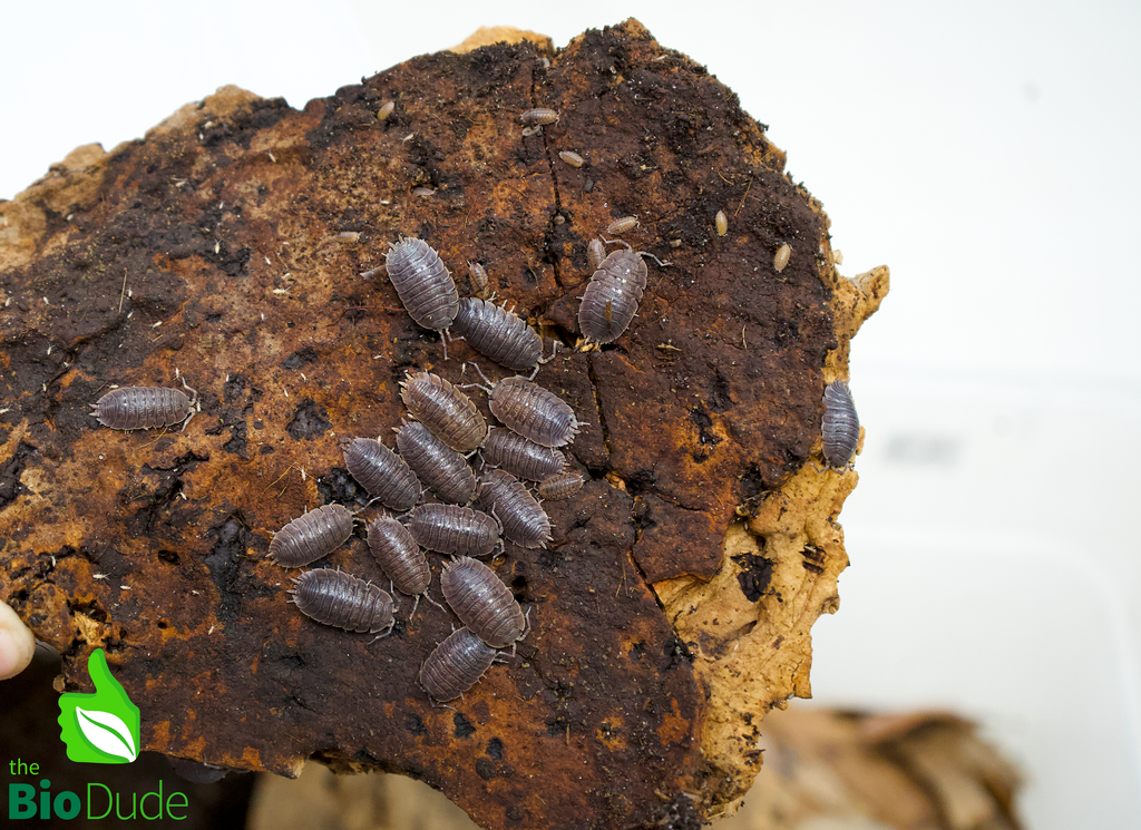 Porcellio dilatutus "Giant Canyon" Isopods FREE SHIPPING