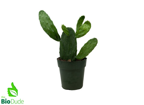 6" Pot Opuntia Cactus Prickly Pear
