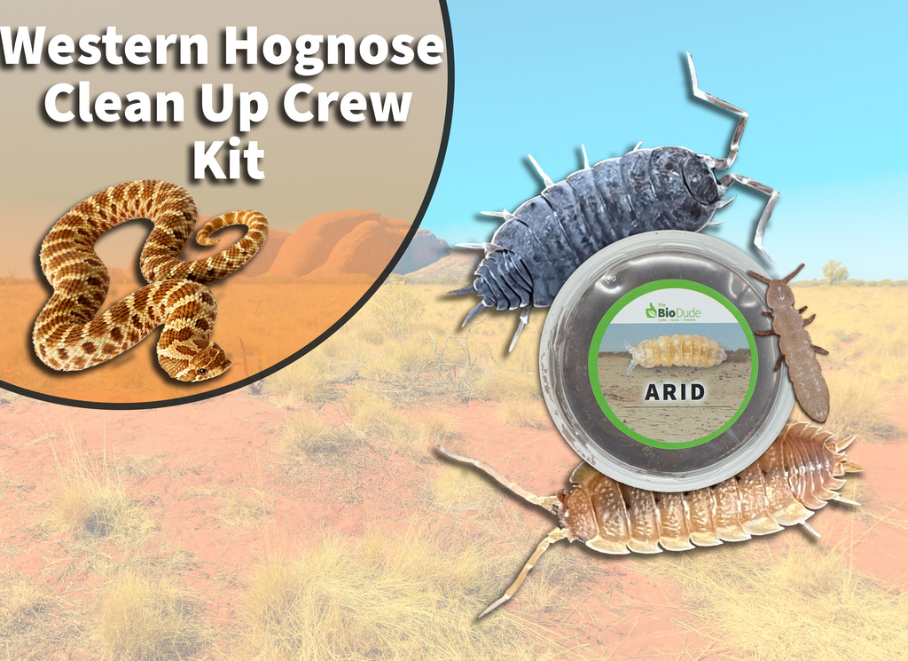 Western Hognose Snake Clean Up Crew Pack  FREE SHIPPING