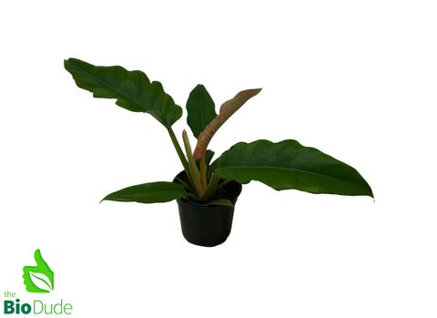 4" Pot Philodendron Jungle Boogie