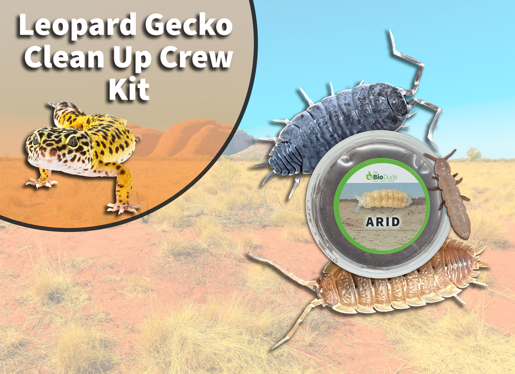 Leopard Gecko Clean Up Crew Pack  FREE SHIPPING