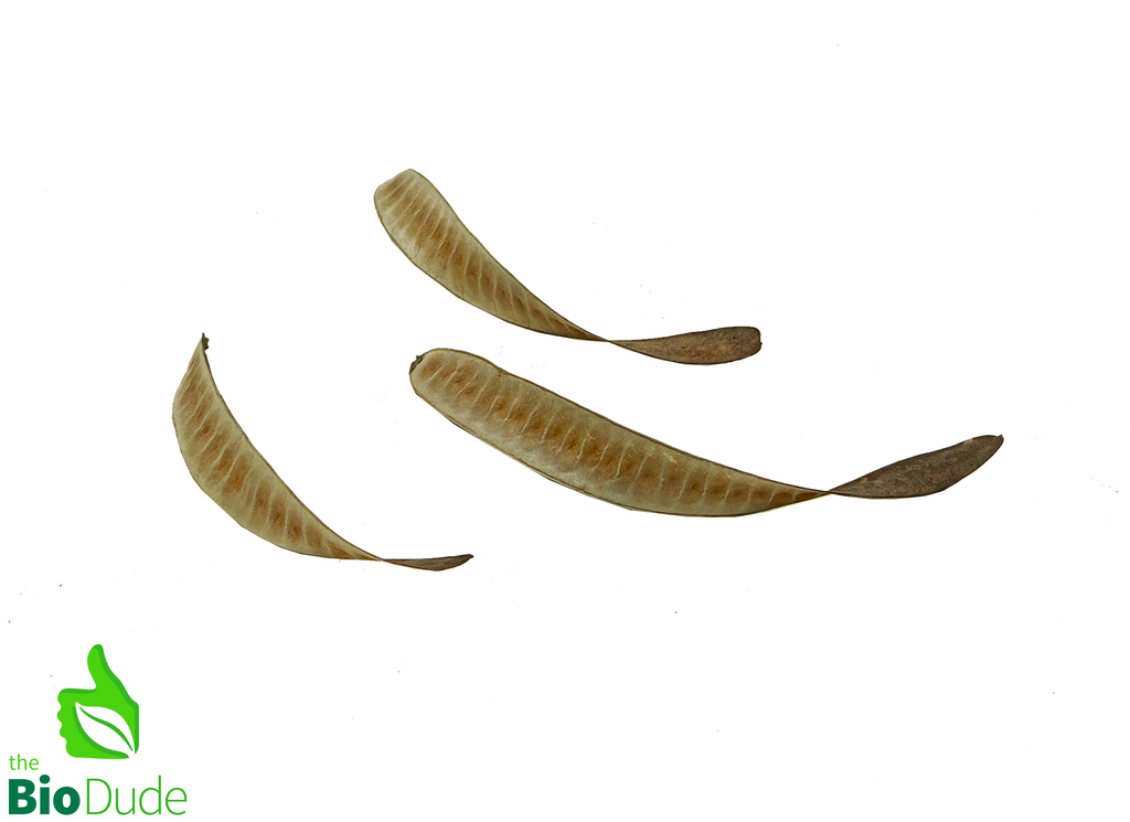 Leucaena Pod 3-pack