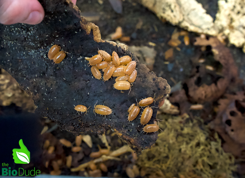 Porcellio laevis "Orange" Isopods FREE SHIPPING