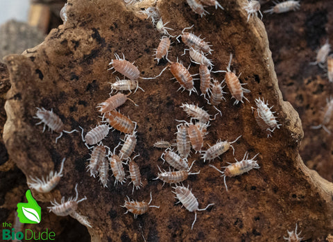 Porcellionides pruinosus "Orange Cream" Isopods FREE SHIPPING