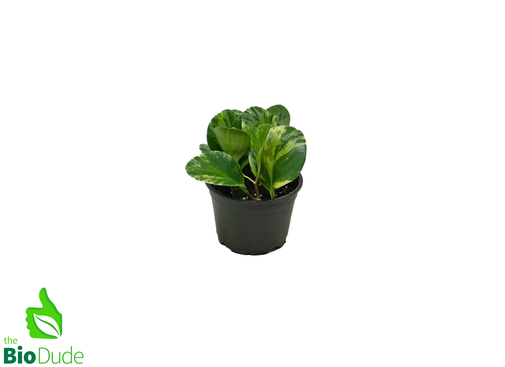 4" Pot Peperomia Marble