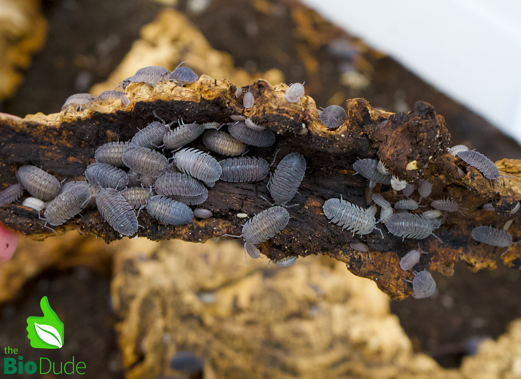 Armadillidium peraccae Isopods FREE SHIPPING