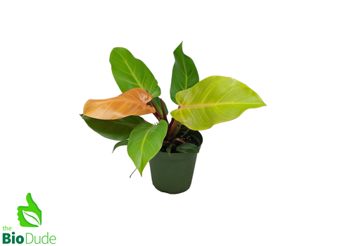 6" Pot Philodendron McColley