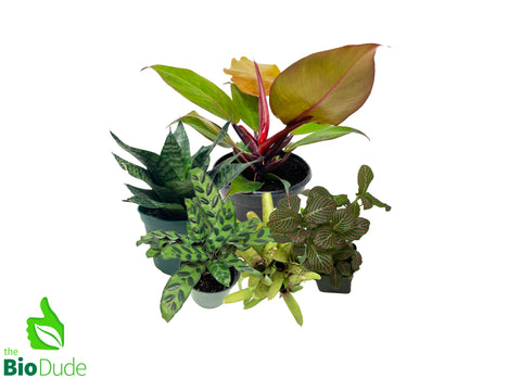 Red Eye Tree Frog Plant Pack V2