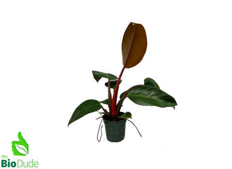 4" Pot Philodendron Rojo Congo