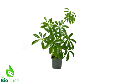 3" Pot Schefflera Arboricola